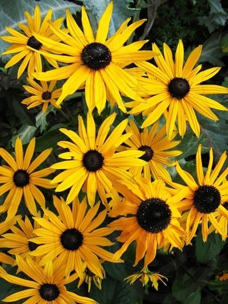 Feetship pornstar nude galleries