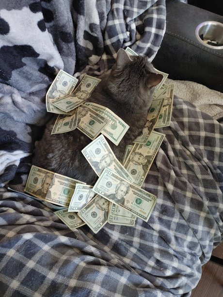 7 Cats star xxx archive