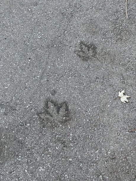 Devils baby top star pictures