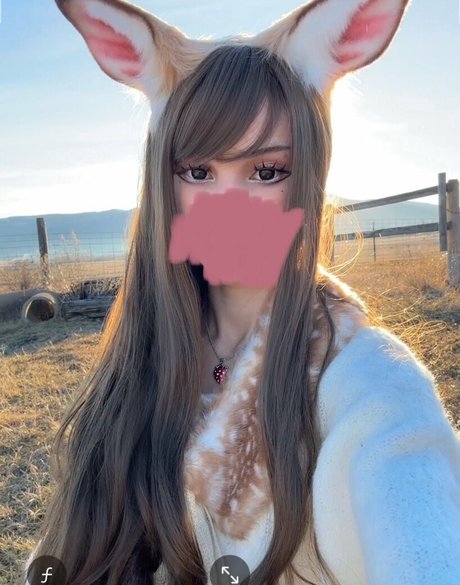 Kittypet free star pictures