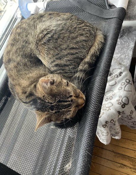 clara dee exclusive pornstar images