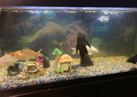 adamandlena sex model picture