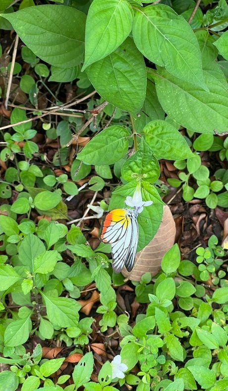 lolaa fansvip perfect model photo