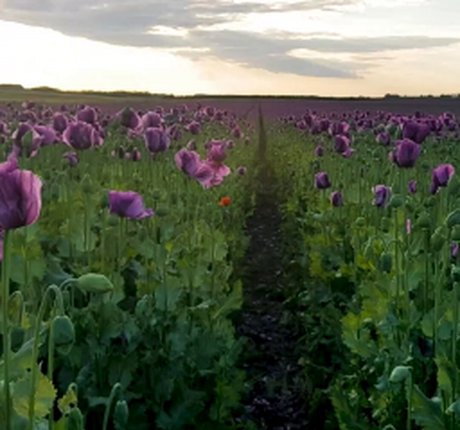 Violet Denier pornstar top pic