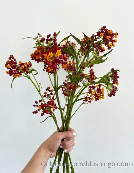 blushingblooms Profile pic