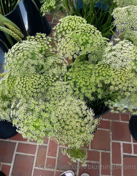 blushingblooms art pornstar archive