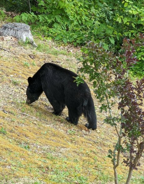 Fallon Jane sex star image