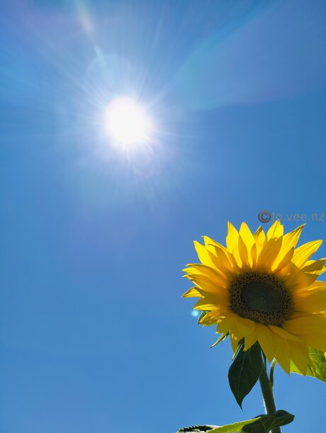 Jo Vee Nz pornstar top pics