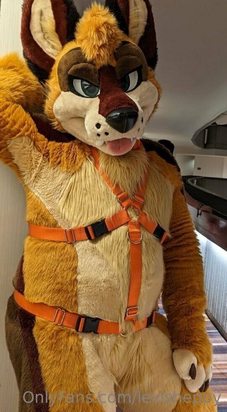 levisheppy top star pictures