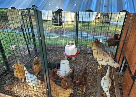 deealice star high quality images