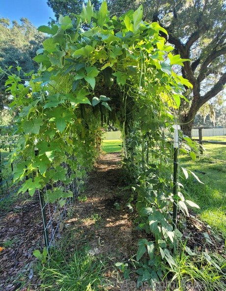 deealice star high quality gallery