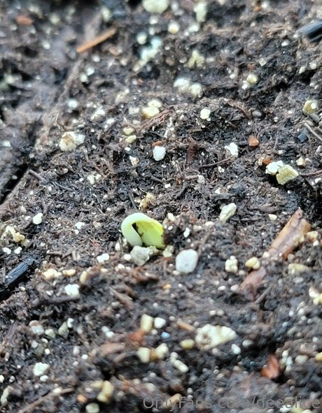 deealice sex star gallery