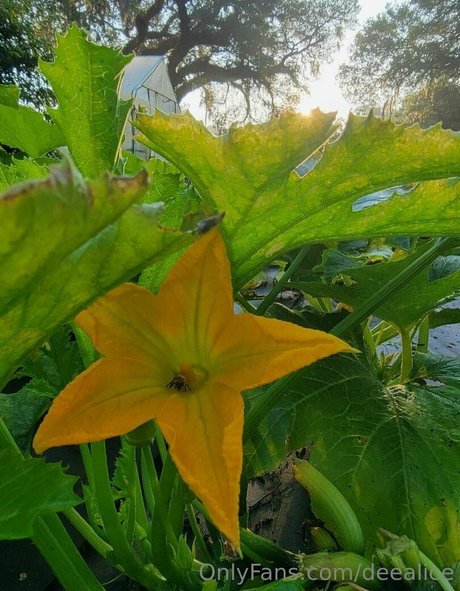 deealice porn actress galleries