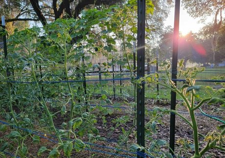 deealice Profile pic