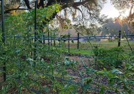 deealice pornstar naked picture