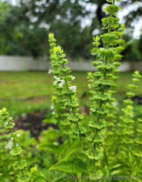 deealice pretty star image