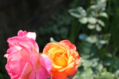 Avibphotos naked actress pictures