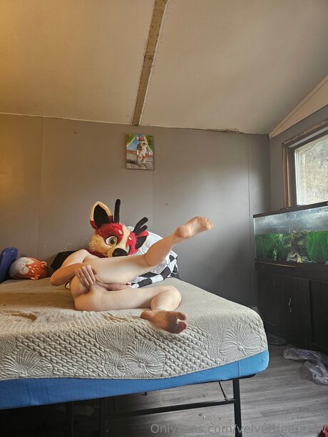 Velvetdeernsfw high quality star picture