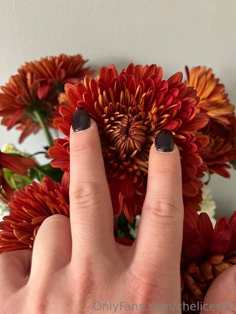 Chelicer69 star nice archive