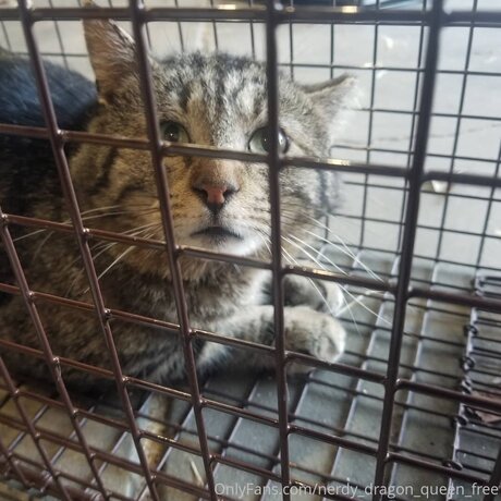 Nerdy Dragon Queen Free model free pics