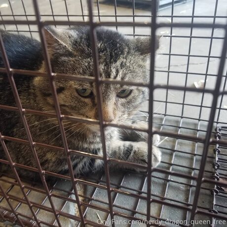 Nerdy Dragon Queen Free pornstar best pics