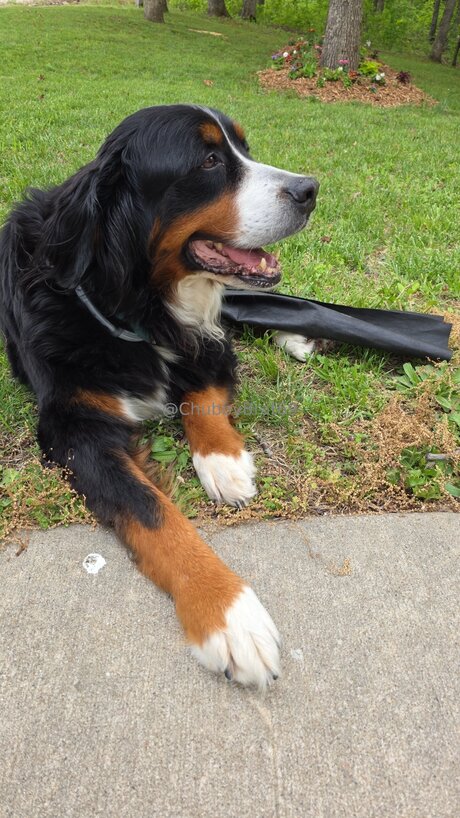 Chubbybrat69vip adult star img