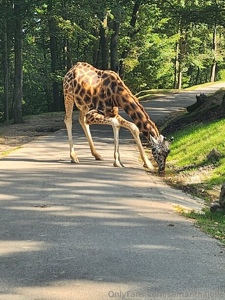 Samanthajolie pornstar sex img