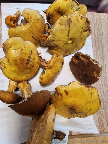 Samanthajolie star pornographic pics