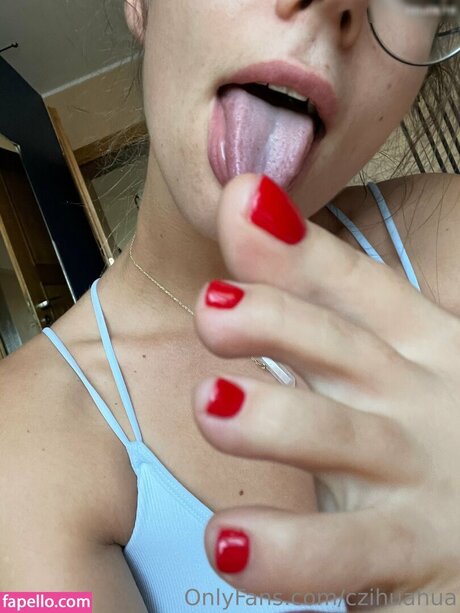 czihuahua star nice picture