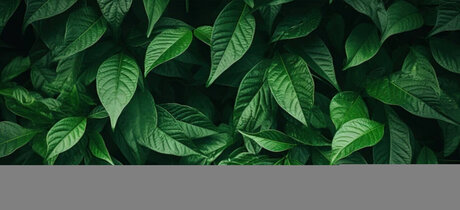 Soul Dream star nice archive