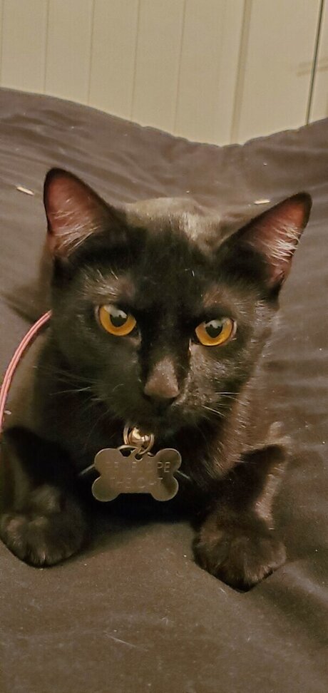 LatPatGat star pretty photo