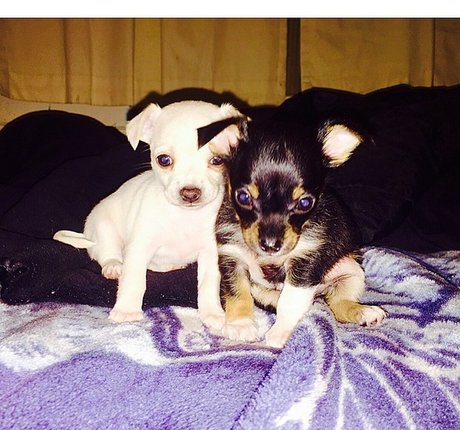 Amber BeIarski art actress image