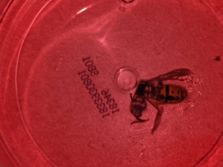 Terragrams pornstar free photos