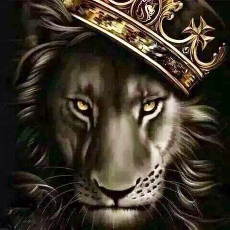 dominic steele top pornstar archive