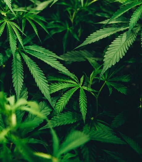 Bigsmokedog free model archive