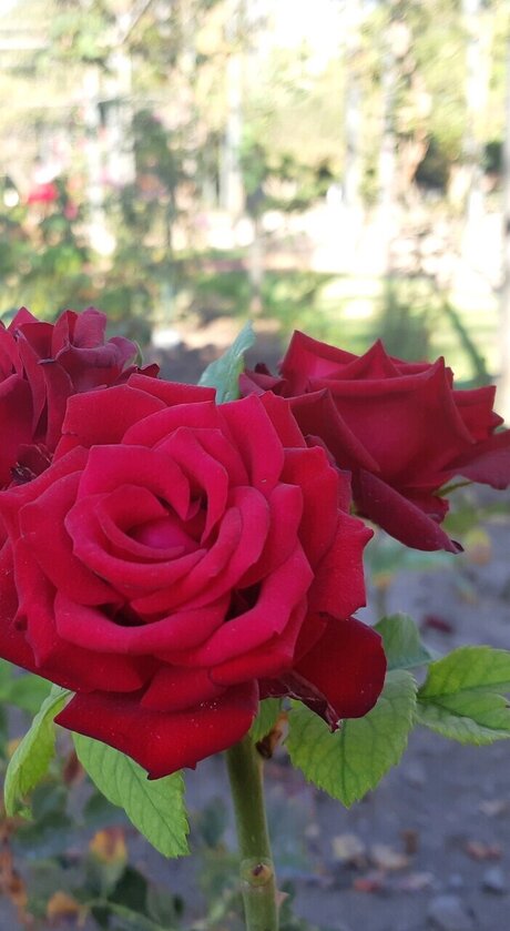 Sponge Scuare pornstar nude gallery