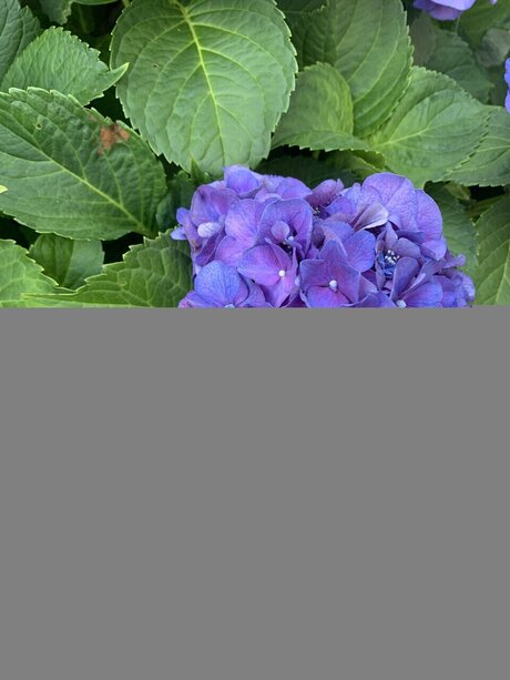 Mollusc beautiful model photo