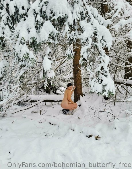 bohemian butterfly free perfect star pictures