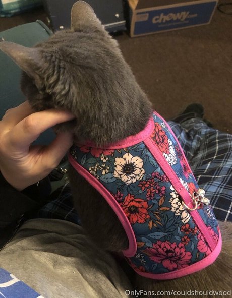 couldshouldwood star adult photo