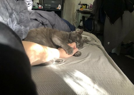 couldshouldwood beautiful star archive