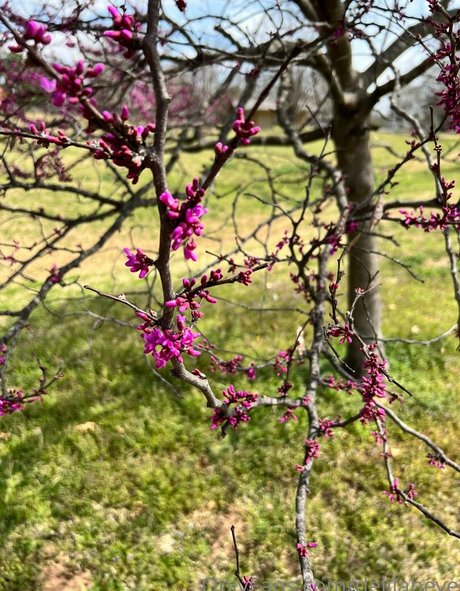 delilaheve best star archive