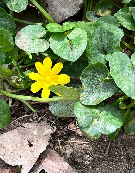 delilaheve best model images