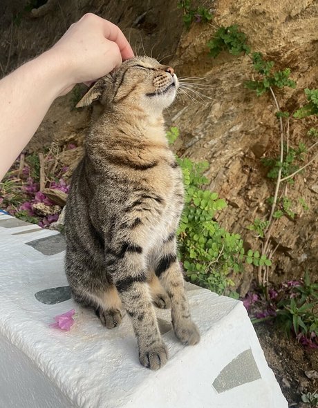 lowpolygf top star images