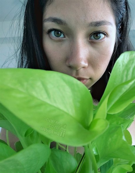 Thisislilykawaii pornstar nudes photos