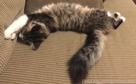 geminiscamp star art galleries