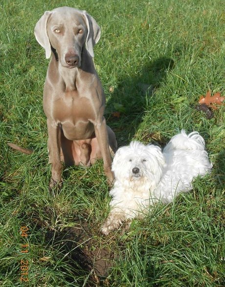 siswetlive model best archive