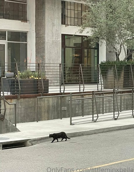 littleminxbella star pretty image