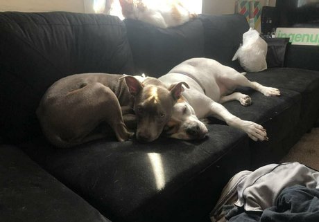 tantalizingtrifecta star porn gallery