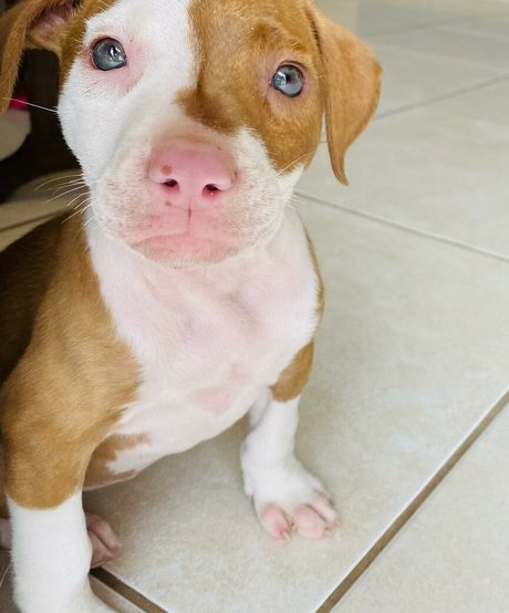 Bianca Novaes erotic star image