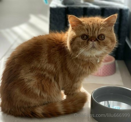 lilu666999 model exclusive gallery